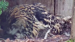 Kassikakkeagle Owl Hanna Is Feeding Her Owlets 108 Pm 20240416