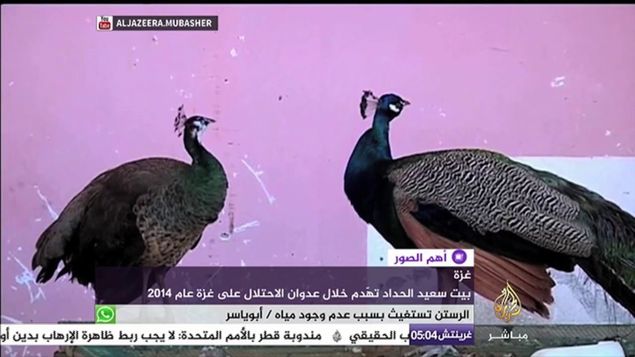 فلسطيني يحوّل بيته المهدم في غزة لحديقة حيوان صغيرة
