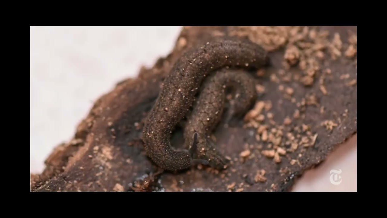 Velvet Worm Documentary