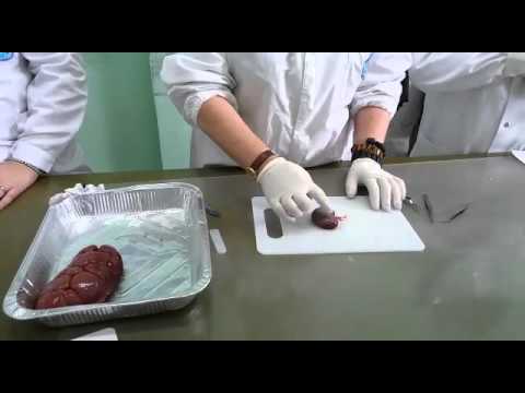 Esercitazione di Anatomia - Dissezione Di un rene - IISS Notarangelo- Rosati