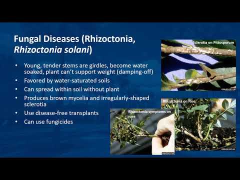 Video: Diseases Of Ornamental Conifers
