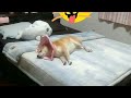 SHIBA INU PLAYING TOP OF THE BED||RIKO CHAN||BY IKODEKOSHI VLOG