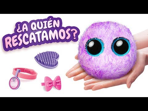 Vídeo: Coleria De Flors Peludes