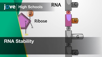 RNA Stability | Bio | Video Textbooks - Preview