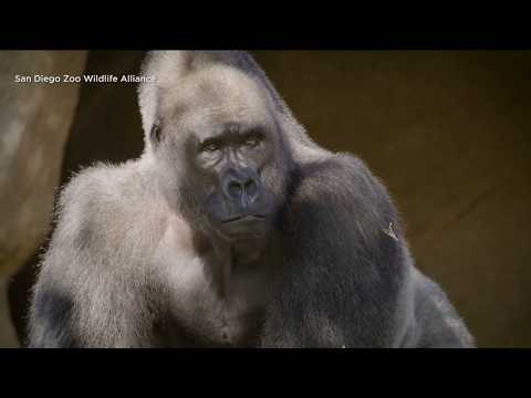 New gorillas join San Diego Zoo, Safari Park