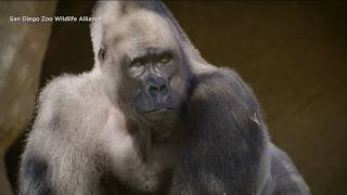 New gorillas join San Diego Zoo, Safari Park