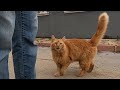 Orange cat who saw me from far away came quickly to me by meowing