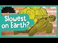 What is the SLOWEST Thing on Earth? | BBC Earth Kids