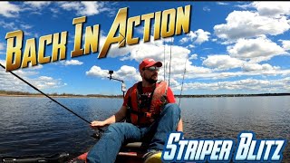 Back In Action! Chasing Stripe Bass on the Miramichi River.