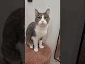 зеркало котбарон Cat веселыекоты Pets видосыоткота Kitten прикольныекоты Cute Carlthecat 
