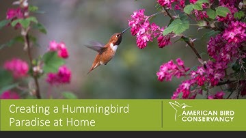 Creating a Hummingbird Paradise at Home - ABC Webinar