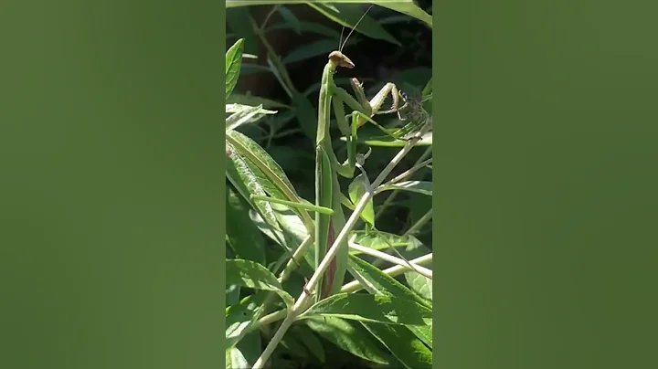 Mind-Blowing Mantis Facts You Didn’t Know #animalfacts #prayingmantis #mantis #mantisfacts