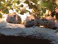Gundi And Bushbabies At Cotswold Wildlife Park