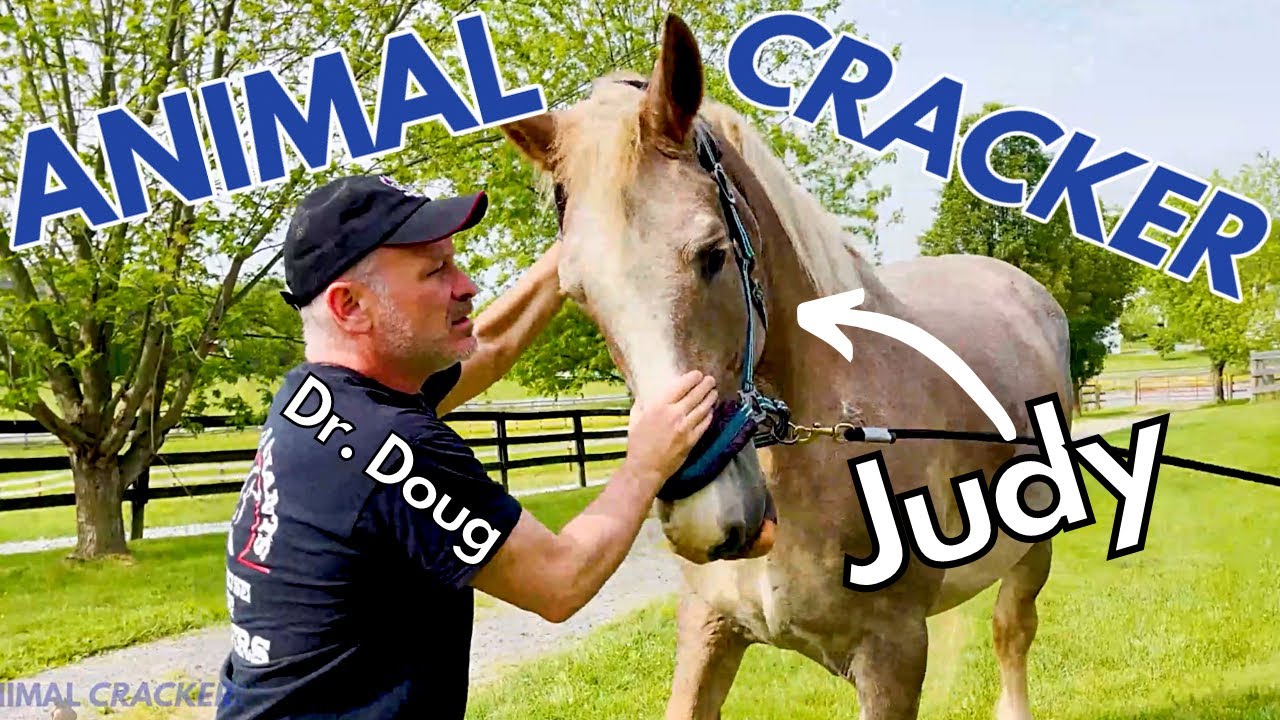 PLOW HORSE RESCUE GETS A CHIROPRACTIC ADJUSTMENT BY THE ANIMAL CRACKER!