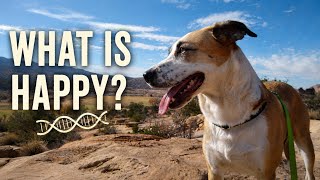 We DNA Tested Our Rescue Dog — We Were SO Wrong! 😂