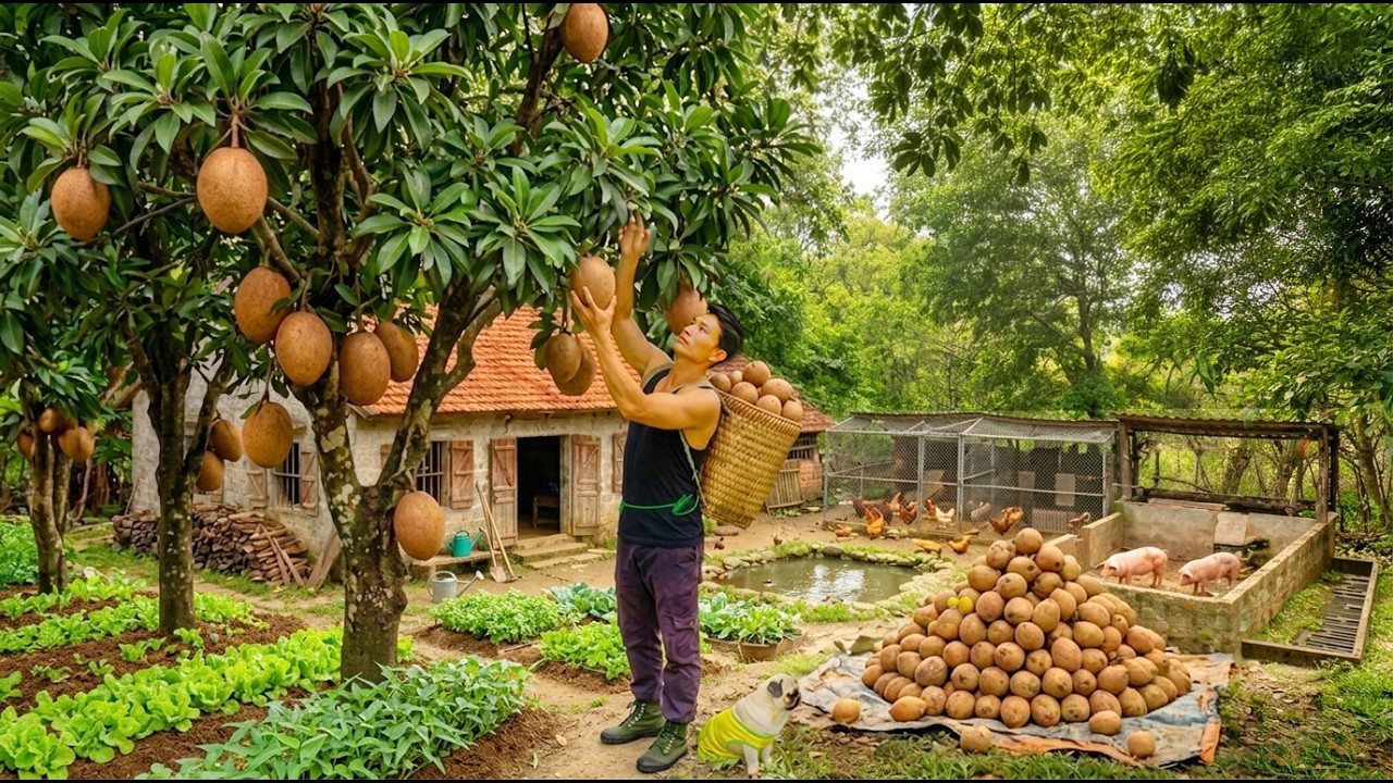 Harvest Sapodilla To Sell And Store For Later – Build The Farm ...