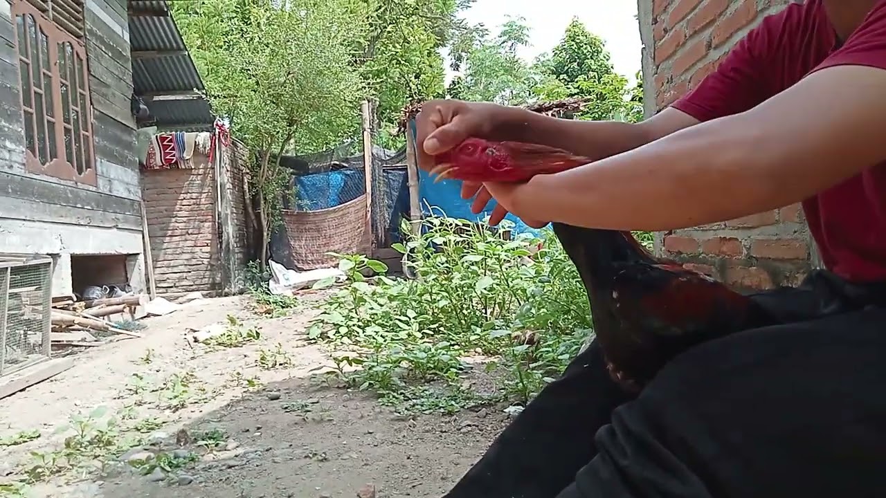 My fighting cock's life journey | eps. 25