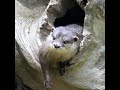 オランウータンに巣作りをじゃまされるカワウソ/ Orangutan prevents otters from building a nest #Shorts