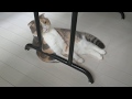 口開けて温泉気分の猫といつもオチに使われる猫