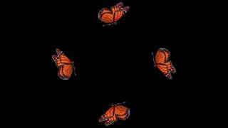 Butterfly Hologram Video Long 10 min