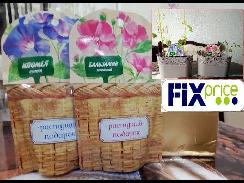 Розы Из Фикс Прайс Отзывы Покупателей