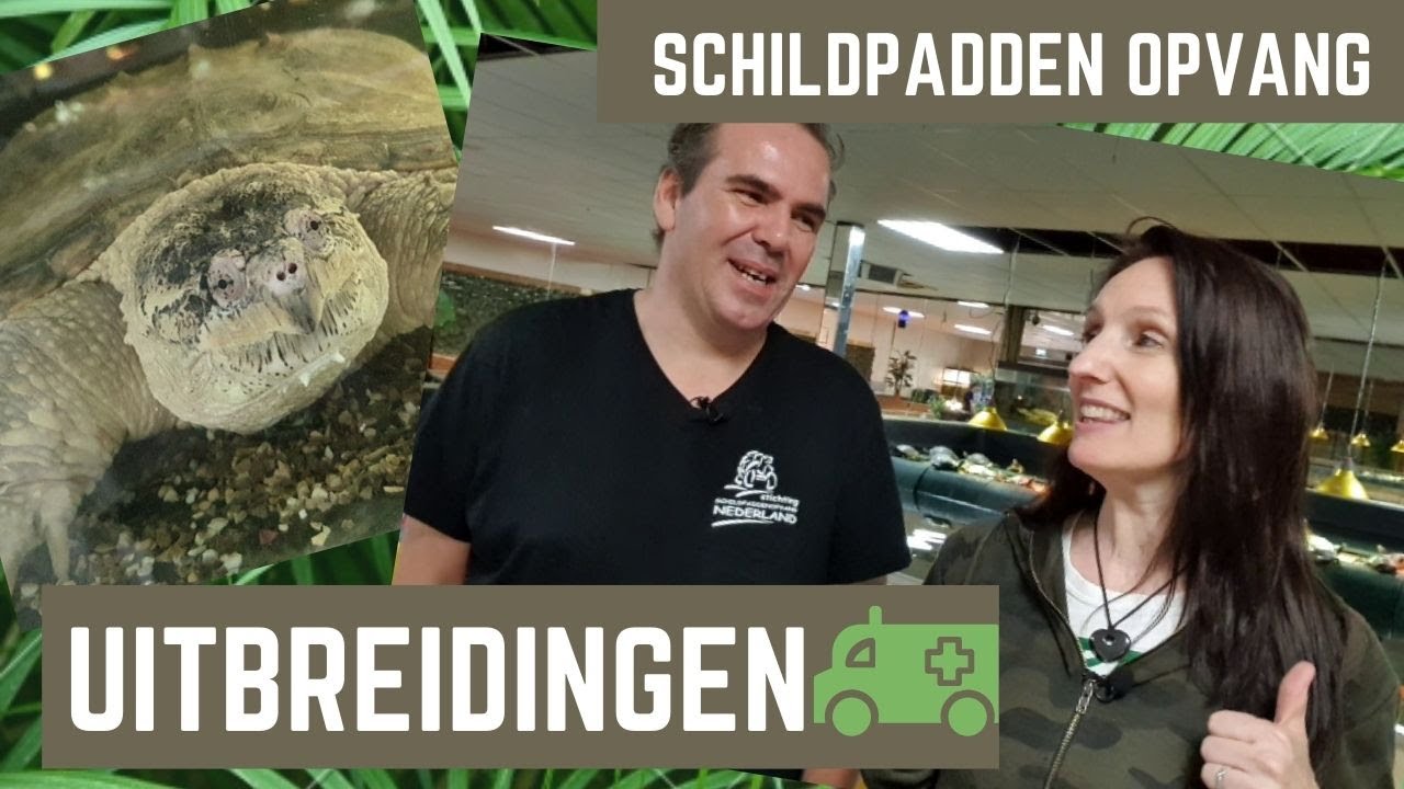 Uitbreidingen en schildpadden die aan hun lot worden overgelaten