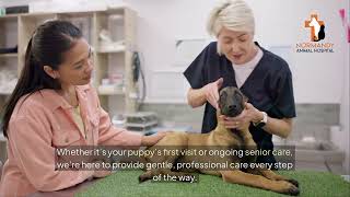Trusted Veterinarian Near Me in Jacksonville | Normandy Animal Hospital