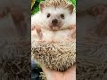 Hedgehog funny fart comedy