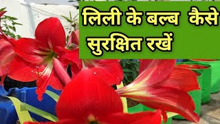 लिली के बल्ब अगले साल के लिए कैसे सुरक्षित रखें ।। How We Presearve Bulbs Of Lilly Plant