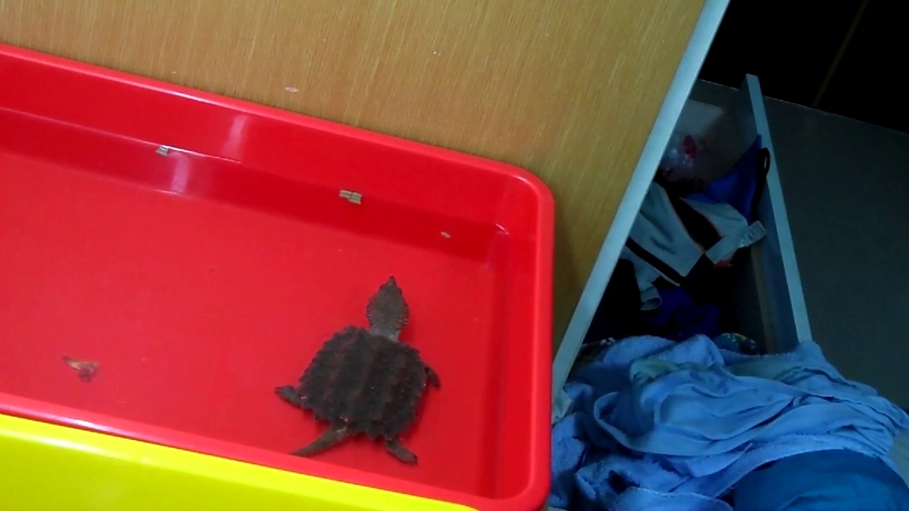 camera iphone 8 plus apk 2017/8/6 真鱷龜食飼料 alligator snapping turtle