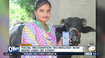 Facial recognition being used on cows?