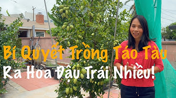 Cách Giúp Cho Cây Táo Tàu Jujube Ra Hoa, Đậu Trái Trĩu Cành; Ăn Ngon, Giòn, Ngọt; Thu Hoạch; Cắt Tỉa