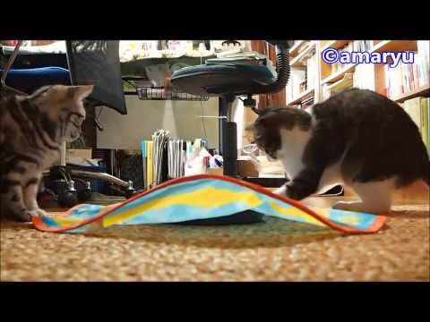 遊び方を間違えている猫たち（笑）