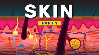 How Your Skin Protects You by FreeMedEducation 2,369 views 1 month ago 4 minutes, 25 seconds
