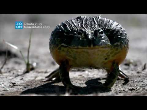 Video: Úžasný výtvor přírody: ropucha