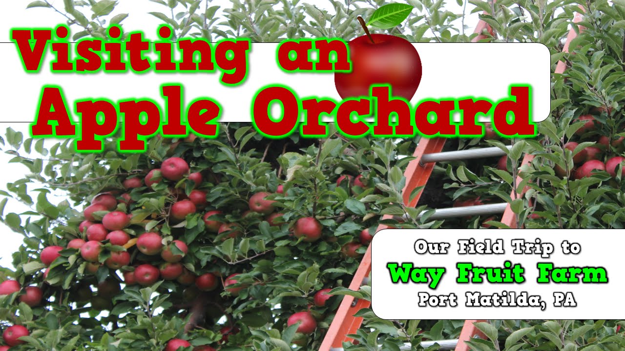 apple farm field trip video