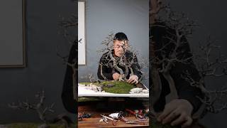 The Art of Bonsai Display 🌲✨ Watch This Transformation #Shorts #bonsai #china