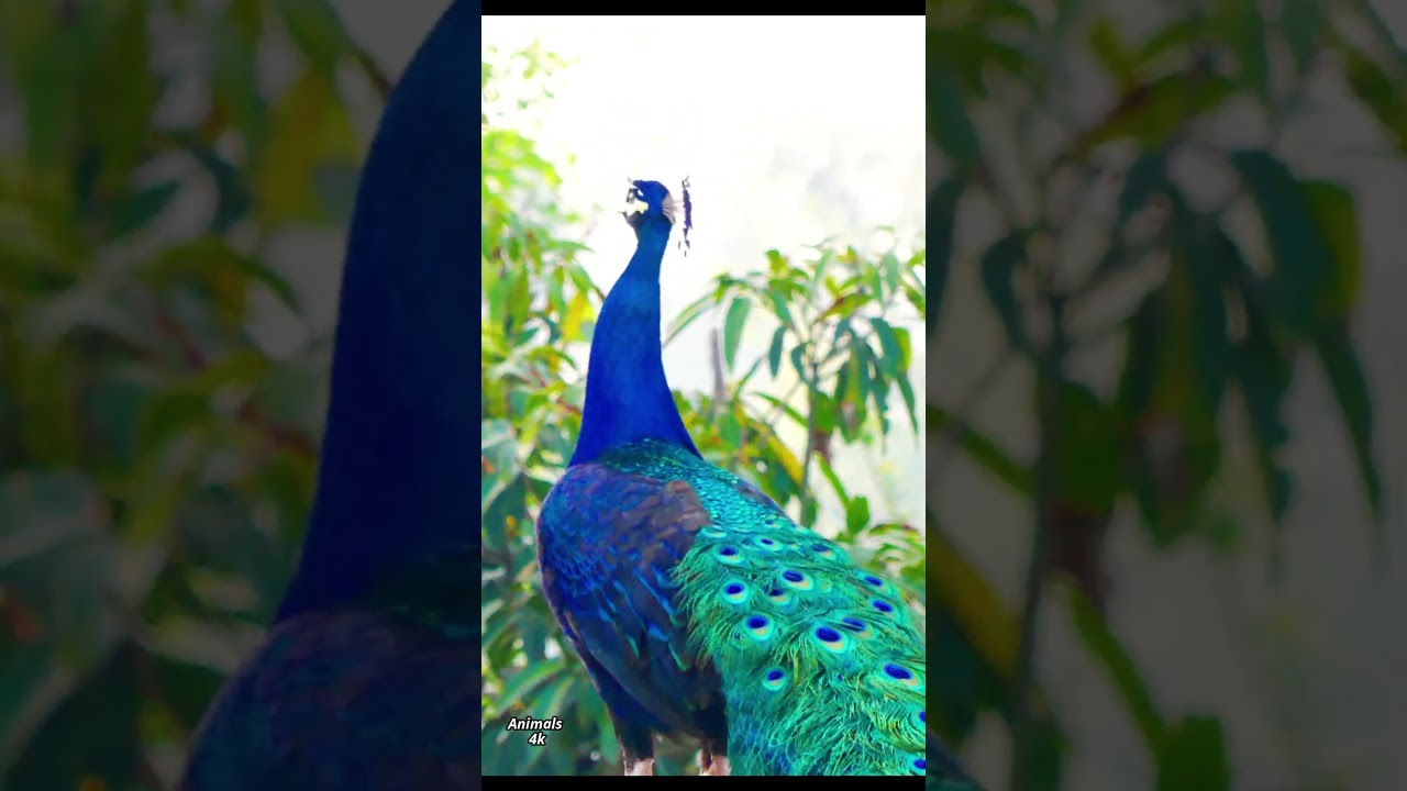 Beautiful Peacock calling loud in the morning - Animals 4k ❤️❤️  