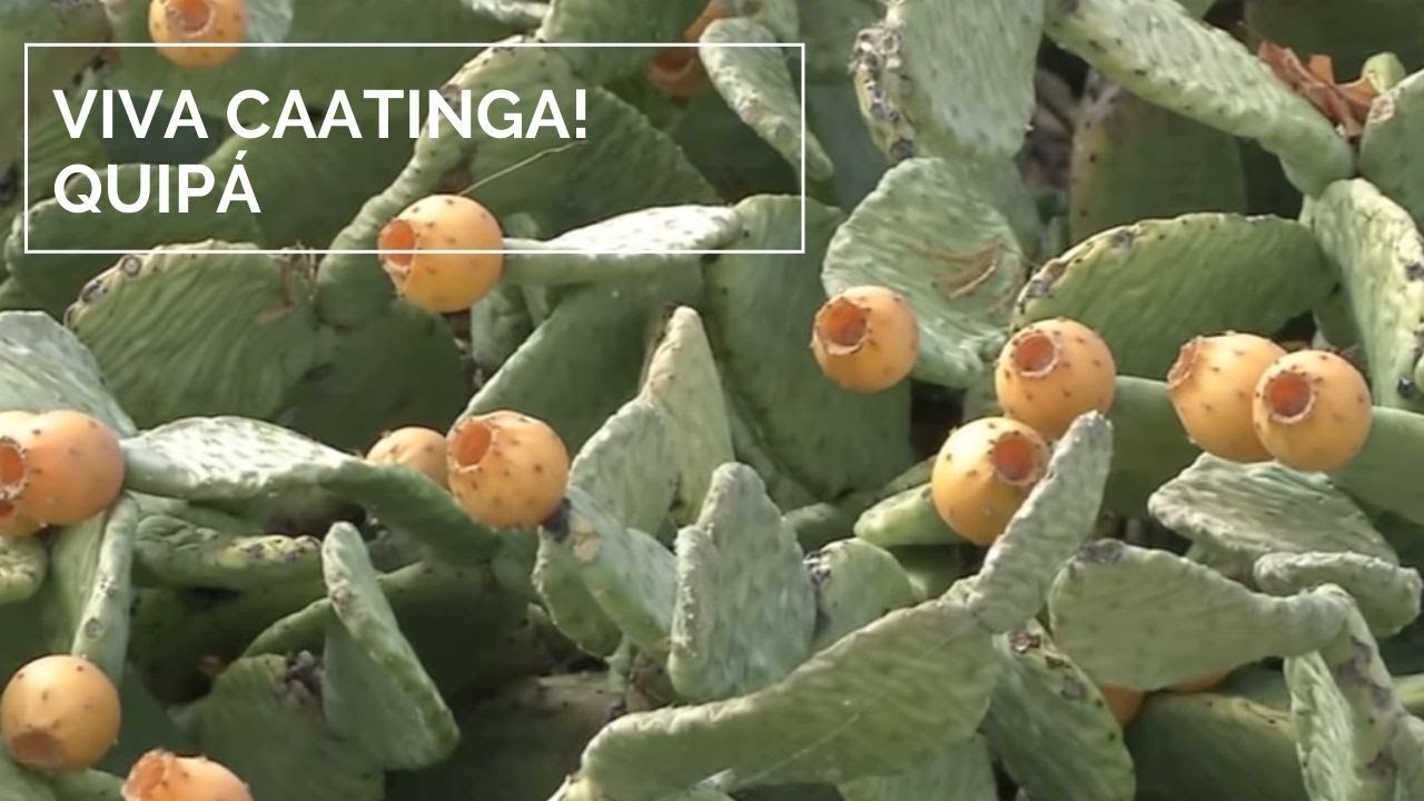 Viva Caatinga! Quipá