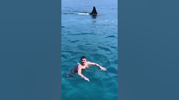 Swimming with a HUGE Shark!