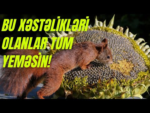 Video: Ağ günəbaxan varmı: bağlarda ağ günəbaxan necə yetişdirilir