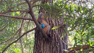 Squirrel Takes Our Easter Egg!