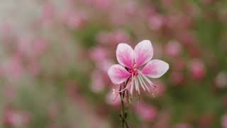 Kekuatan Hatiku - Lirik Lagu Rohani