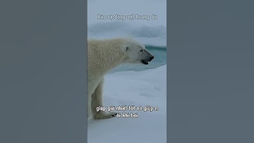 🔔 GẤU BẮC CỰC – KẺ LANG THANG TRẮNG GIỮA THẾ GIỚI ĐANG TAN CHẢY | Bảo vệ động vật hoang  ❄️🐻‍❄️