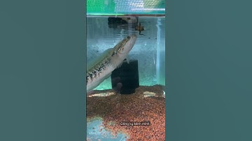 Cá lóc trân châu đen trống đầu nhỏ 1 lỗ dưới đít #channa #shorts