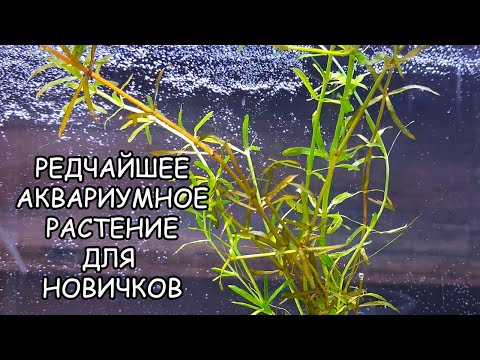 ЭЛОДЕЯ СПЕЦ. ELODEA species. СЕКРЕТЫ ВЫРАЩИВАНИЯ