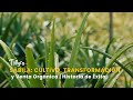 Sábila: Cultivo, Transformación y Venta Orgánica | Historia de Éxito - TvAgro por Juan Gonzalo Angel