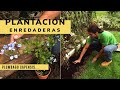 Plantación de enredaderas: plumbago capensis, jazmín común y falso jazmín - Jardinatis
