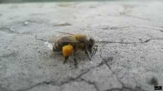 L'abeille au pollen - Mur d'un bar quai de Saône