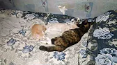 Антон Ковтун. Моя жизнь в деревне.